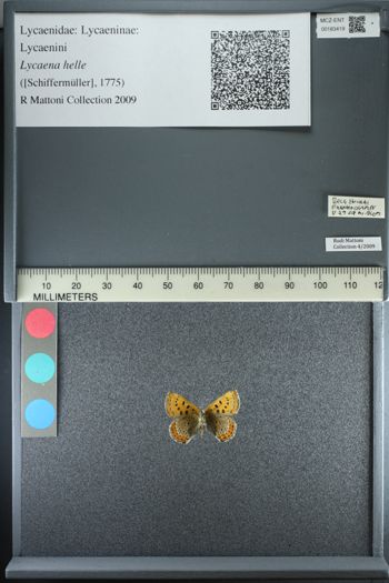 Media type: image;   Entomology 183419